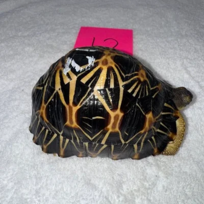 Subadult Female Radiated Tortoise