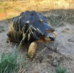 Radiated Tortoise for sale
