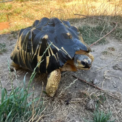 Radiated Tortoise for sale