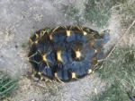 Radiated Tortoise - Image 2
