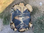 Radiated Tortoise - Image 3