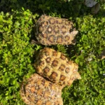 Captive-bred Pancake Tortoise