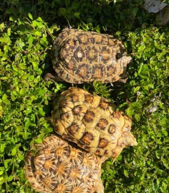 Captive-bred Pancake Tortoise