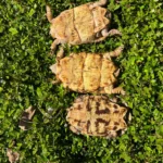 1.2 Proven Breeder Pancake Tortoises - Image 3