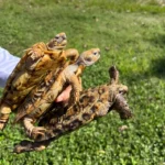 1.2 Proven Breeder Pancake Tortoises - Image 4