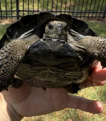 Rare Galápagos Tortoise Available