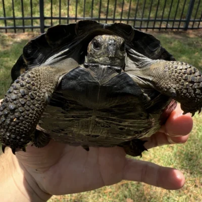 Rare Galápagos Tortoise Available