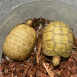 Hypo Redfoot Tortoise for Sale - Image 2