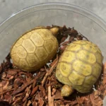 Hypo Redfoot Tortoise for Sale