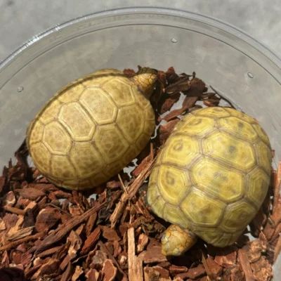 Hypo Redfoot Tortoise for Sale