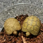 Hypo Redfoot Tortoise for Sale - Image 3