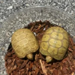 Hypo Redfoot Tortoise for Sale - Image 4