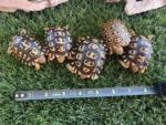 South African Leopard Tortoise for sale—captive-bred giants with bold shell patterns, docile temperaments, and strong genetics. Ethically sourced and ideal for breeders,
