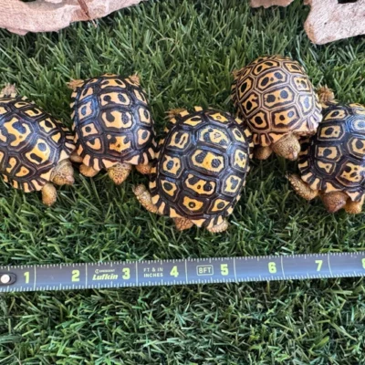 South African Leopard Tortoise for sale—captive-bred giants with bold shell patterns, docile temperaments, and strong genetics. Ethically sourced and ideal for breeders,