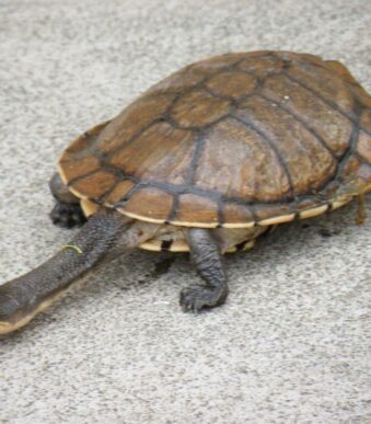 Snake-Necked Turtles Subadult