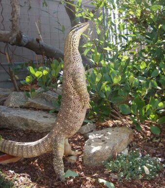 Buy a subadult Water Monitor online