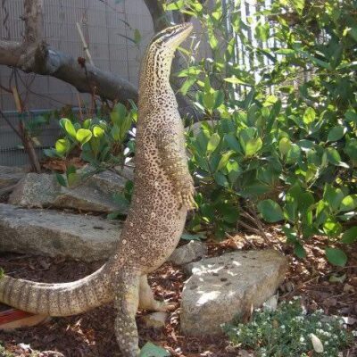 Buy a subadult Water Monitor online