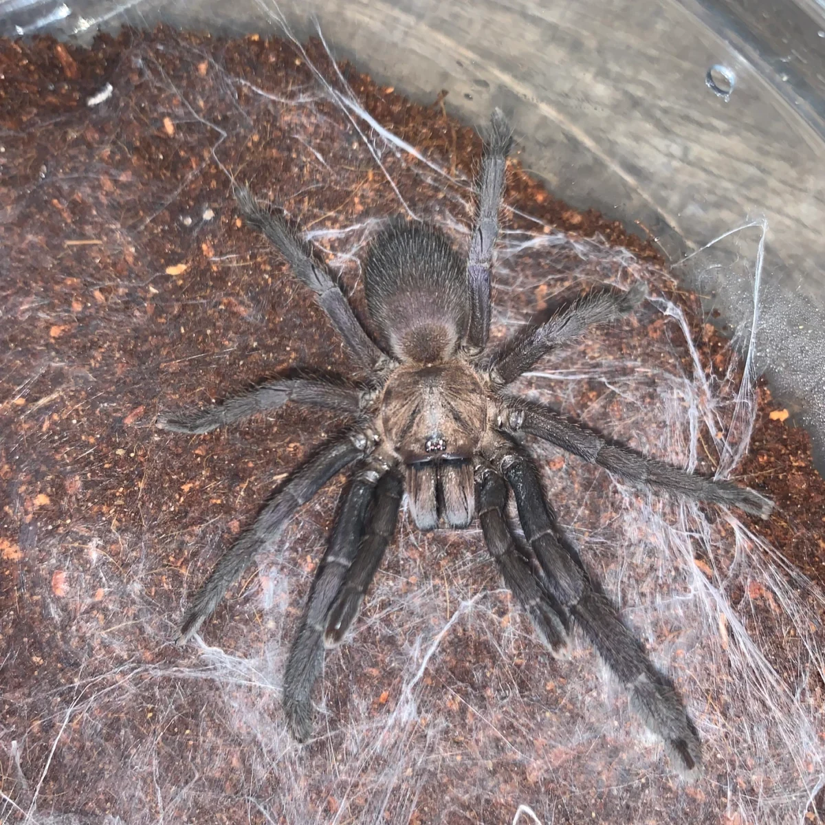 Buy subadult tarantula online
