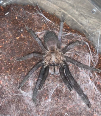 Buy subadult tarantula online
