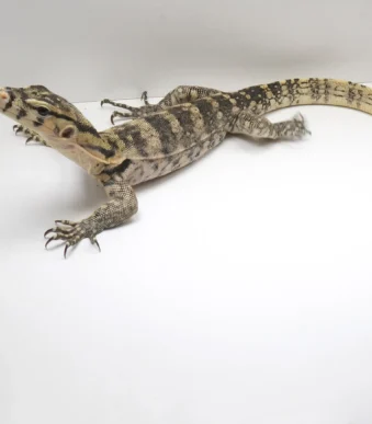 Buy Pure Hypo Sumbawa monitor lizard online