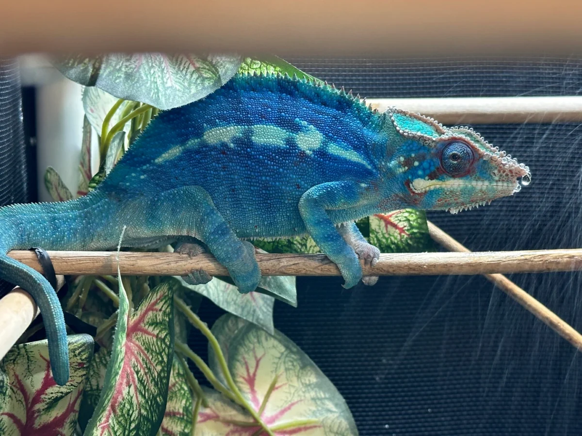 Buy subadult chameleon online