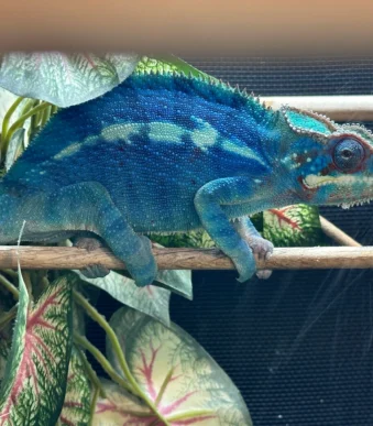 Buy subadult chameleon online
