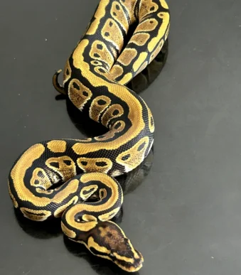 Spotnose Fire 100% Het Clown morph