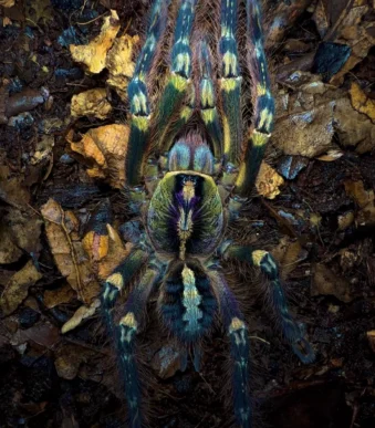 Buy juvenile tarantula online