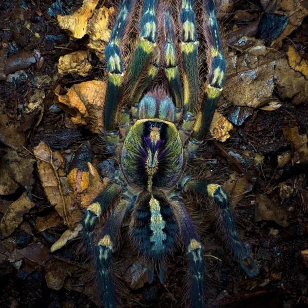 Buy juvenile tarantula online