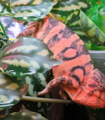 Ambilobe juvenile Panther Chameleon male for sale