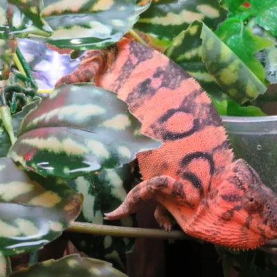 Ambilobe juvenile Panther Chameleon male for sale