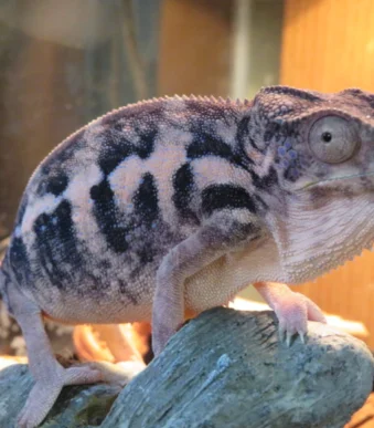 Buy juvenile Panther Chameleon online