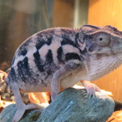 Buy juvenile Panther Chameleon online