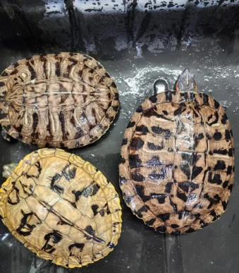 Buy adult Red-Eared Slider online