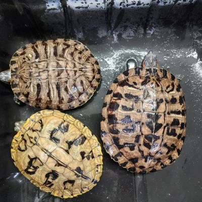 Buy adult Red-Eared Slider online