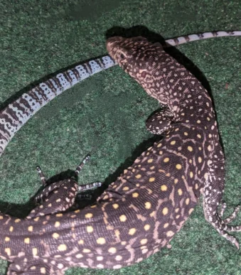 monitor-lizard-hatchling-guide
