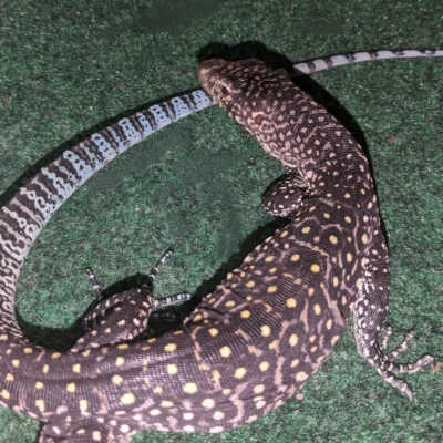 monitor-lizard-hatchling-guide