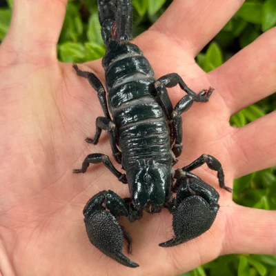 Buy adult scorpion online