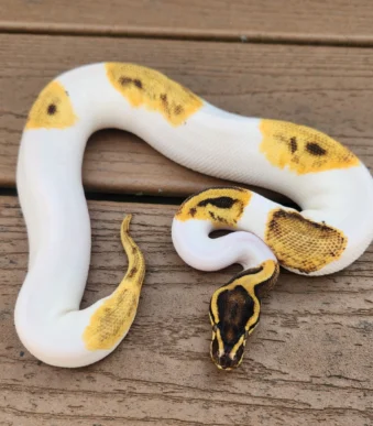 Buy Ball Pythons online
