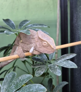 Buy juvenile Parson’s Chameleon online