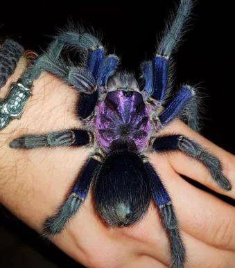 Buy Dominican Purple tarantula online