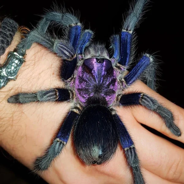 Buy Dominican Purple tarantula online