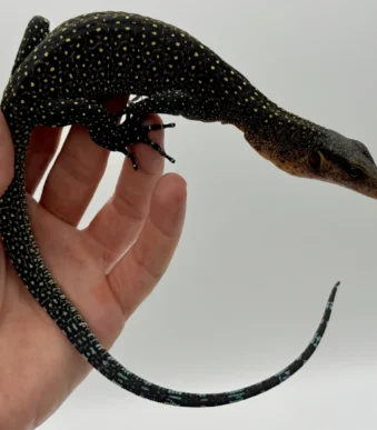 Monitor Lizard Species for Beginners