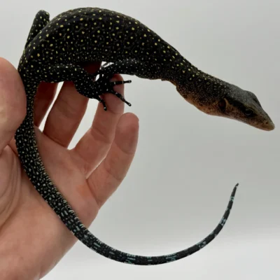Monitor Lizard Species for Beginners
