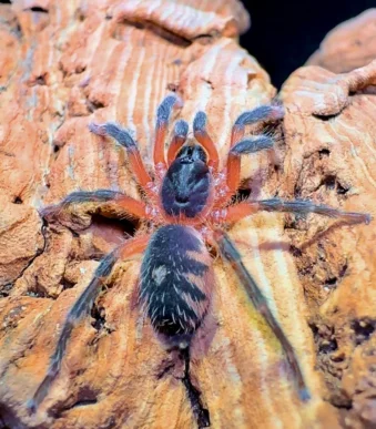 Buy juvenile tarantula online