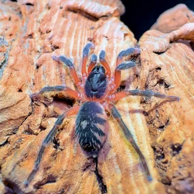 Buy juvenile tarantula online