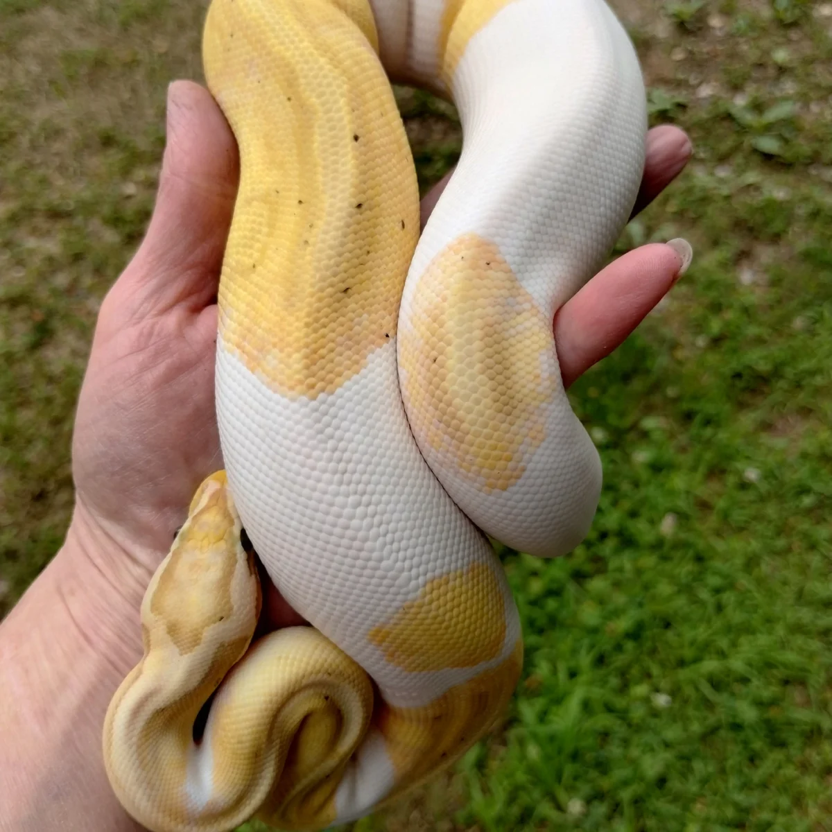 Buy subadult ball python online