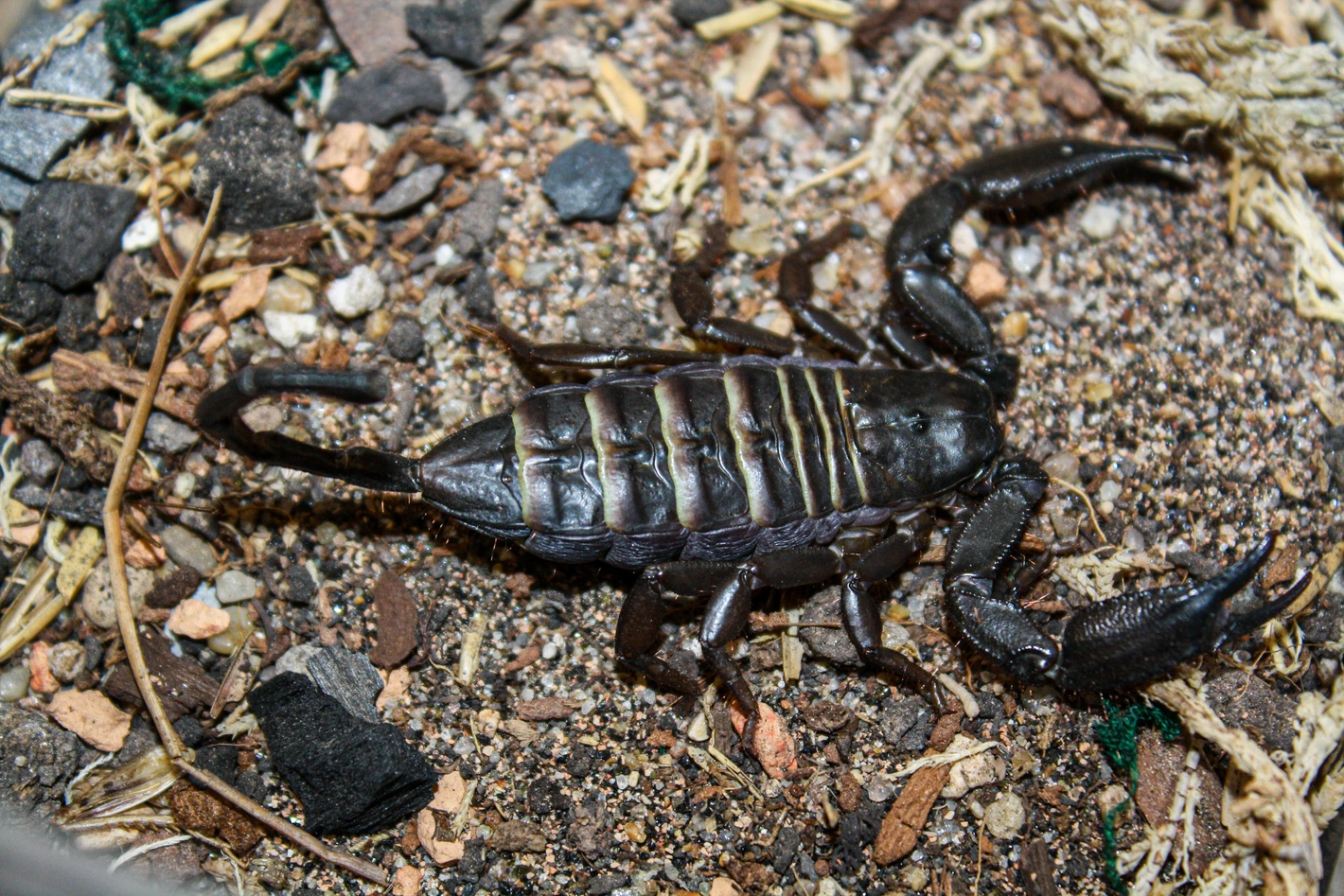 20250807171127.147-IMG_1858-1420x1420h Buy juvenile scorpion online