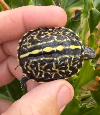 Buy a Florida Box Turtle online.