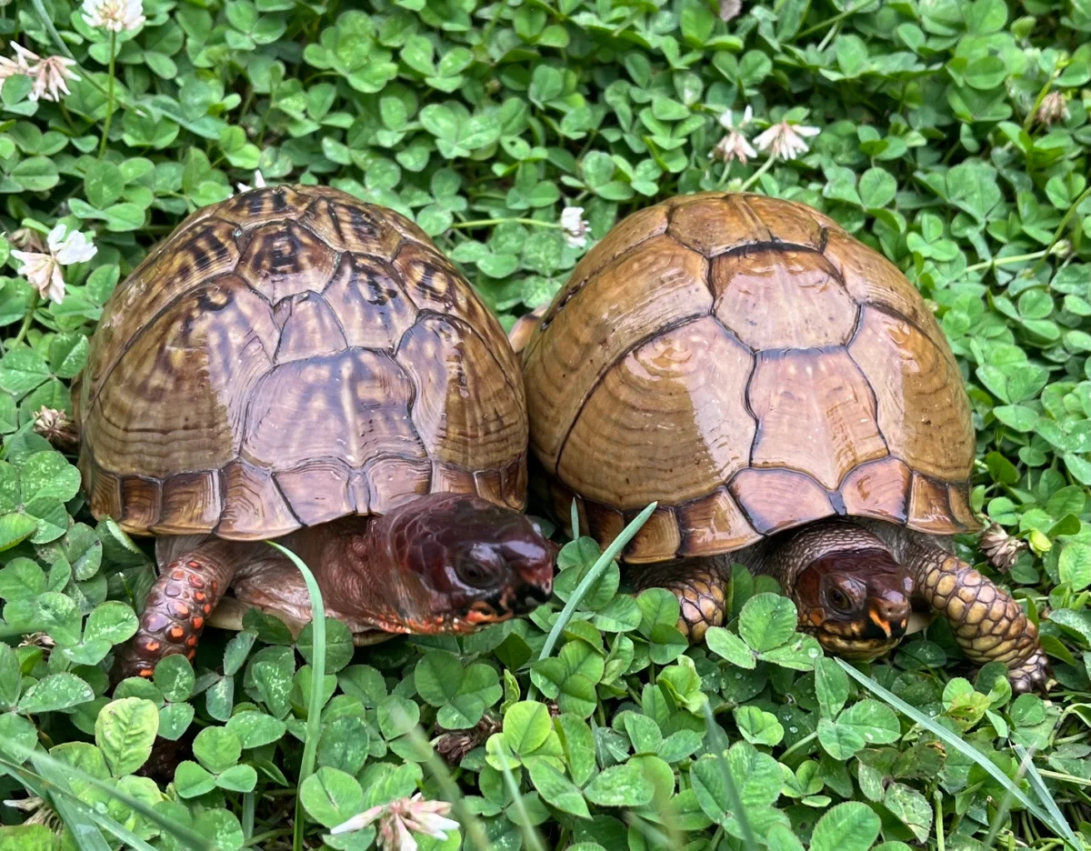 Buy adult Box Turtle online